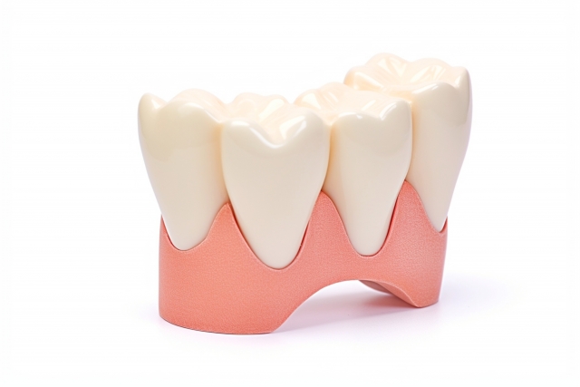 歯と歯茎のイメージ
